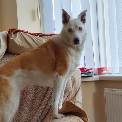 Sprigato's profile picture. #newstarterjustice