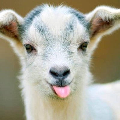 goat_m12 Profile Picture