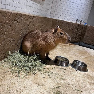 推しに会いたい凡人オタク