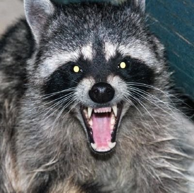 Just a raccoon fueled by iced coffee and Canadian politics. Truth & facts matter. they/them. 🏳️‍🌈🏳️‍⚧️🇺🇦