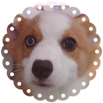 marinmochiko's profile picture. ららあ🌈2022/5/7
るいちゃん🌈2022/10/12 @lewila1102(るいちゃんの悪性リンパ腫闘病記＋飼い主のつぶやきはこちら)
先輩猫のぷっちゃん(10歳)のいる我が家に突如やってきた3匹目のコーギーの女の子まりん(2022/12/27)
まりんとどこかで出会ったら遊んでね☺️