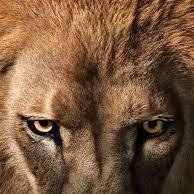 Leonberger82821's profile picture. Desnazificar, desmilitarizar ,recuperar territorios , proteger ( Z-O-V )