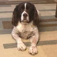 Dave E. (@clockworkcodger) 's Twitter Profile