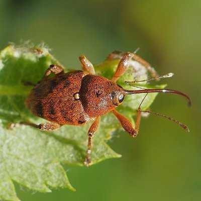 Weevil fancier and volunteer at local Nature Reserves in the Halesowen area.