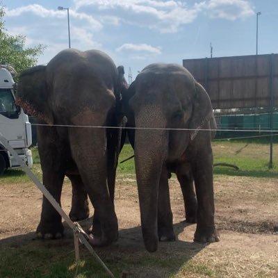 freemarababy's profile picture. Mara and Baby are asian elephants used for entertainment for more than 40 years. Help to free them now. Sign the petition. https://t.co/DJglrt54iO