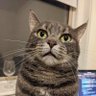 ShenRaphael's profile picture. I do random statistics stuff at @MIT EECS, little bit diffusion, little bit LLM. Once UW-Madison and PKU. Take wildlife photos. Opinions are mine.