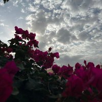 بثينة نصيف (@bskn4006) 's Twitter Profile