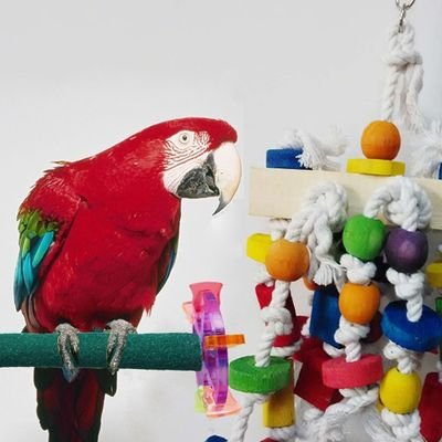 I am abu raiyan,i love all bird,
I have one small pet shop,
Bird,hamster, turtles all food bird troys and acsosorys available heare