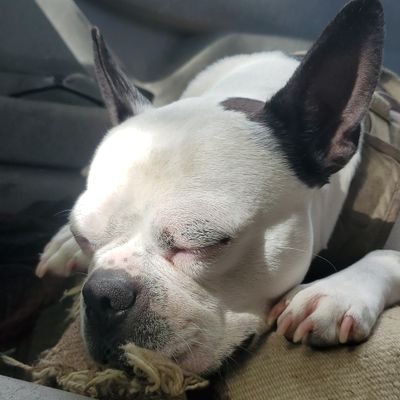 tejedipe's profile picture. Pay me via Trust Wallet: https://t.co/zjdlQf7j8Y…