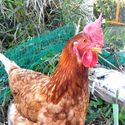 bcSASXVRKvGeScK's profile picture. 重うつ病、甲状腺機能ゼロ。不眠症。別居パートナー募集。
シングル育児して女性の偉大さが、よくわかりました。子育てお母さんを尊敬しています。
妻は子を置いて出て行ってしまいました。
子育て、大変ですね。
女性のパワーは素晴らしいです。
アンティークなカメラが好き。
酒、タバコ、ギャンブル、風俗、やりません。