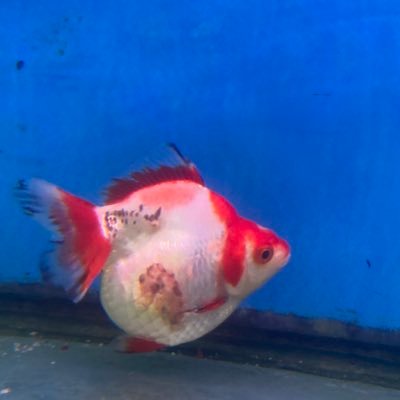 TheTrautinator's profile picture. your experience may vary.