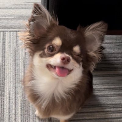 salyu_chihuahua Profile Picture