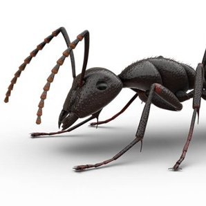 i am a real ant