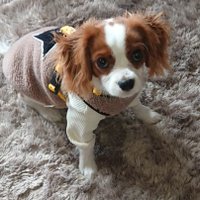 キャバリアのテイラーくん (@cavaliertaylor_) 's Twitter Profile