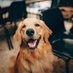 golden retriever (@golden100a) Twitter profile photo golden retriever (@golden100a) Twitter profile photo