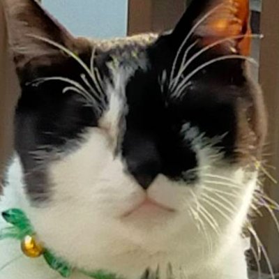 保護猫と暮らす猫充主義者。神社仏閣が好きで神仏習合派。政治的な立場は対米自立(対米自立なら民族系も左もウエルカム) #保護猫 #猫好きと繋がりたい #猫充 #猫 #神社仏閣 #お寺
