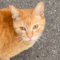 ペイ竹山🐱@聖龍軍団少差 (@mamorupei1) Twitter profile photo