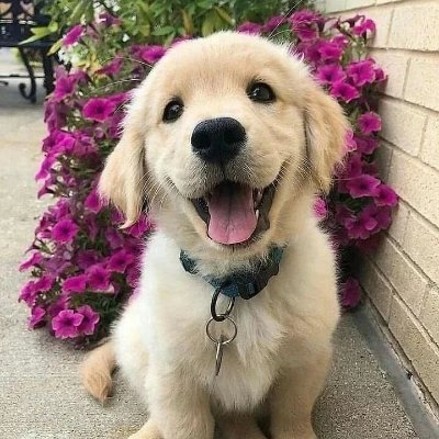 Welcome to #Goldenretriever Lovers
We share daily #Goldenretriever Contents
Follow us if you really love Golden Retriever

Please join our Facebook group👇👇