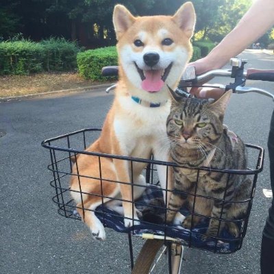 Luguobin's profile picture. 