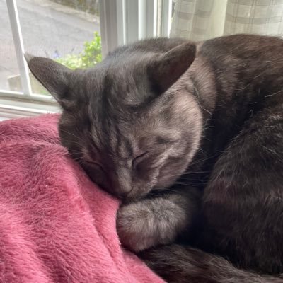 ebisen563968804's profile picture. 宮崎大学 情報工 GCI→DL基礎→LLM基礎 ；TOEIC,G検定勉強中　ゆるくやることやろ