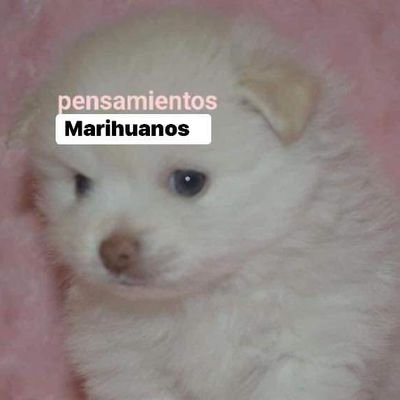 Aquí se suben fotos de píes, se humillan sumisos y se promueve la paz mental