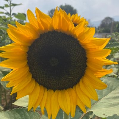 Mynor1358's profile picture. La pasión en hacer bien las cosas con responsabilidad, se lleva en el ADN de todo buen ciudadano, que ama la libertad