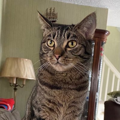 zShaNKeRz's profile picture. 