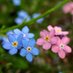 Myosotis ne m’oubliez pas (@fleur_oubliee) Twitter profile photo Myosotis ne m’oubliez pas (@fleur_oubliee) Twitter profile photo
