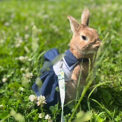 ❤️🐰ネザ♀ベル❤️🐰3歳🌟娘13歳JC2👱🏻‍♀️🎷2024JBAソロコン中学生の部 神奈川3位🎷2024くまのがっこう海組ハリー役🧸五代塾JAPAN所属(キャストパワー業務提携)応援いつもありがとうございます😭息子👱🏻11歳凸凹💻うさぎ🐰子供達のミックスツイート🙇‍♀️