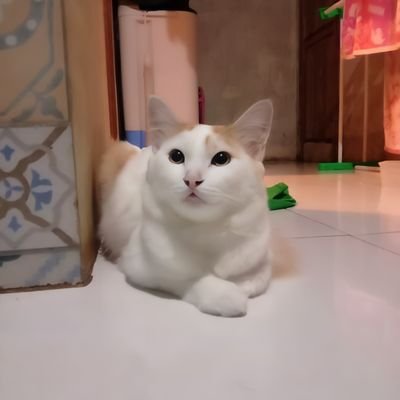 YudieCobra's profile picture. I am an Avive Citizen https://t.co/Js7DBdVIb7
Photography ( NFT ) Creator, CORE Army, Love $BTC, $ETH, $CORE