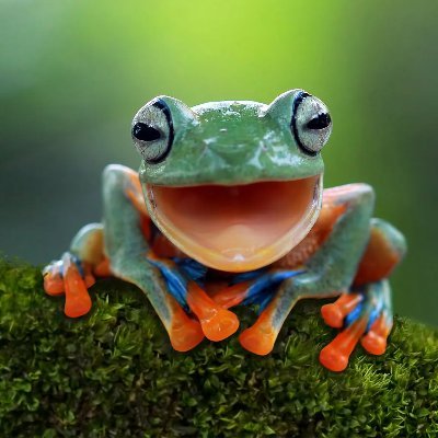 poolfrog67 Profile Picture