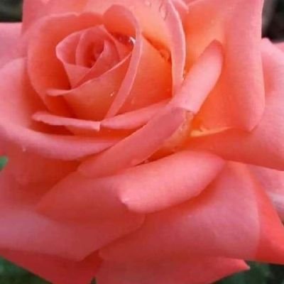 kesar11016544's profile picture. 