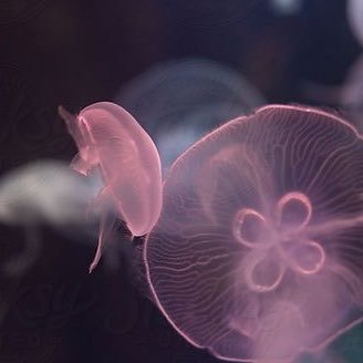 _swimloversclub's profile picture. Swim Lover 🏊🏻‍♀️ 제가 필요한 정보를 아카이빙 합니다.