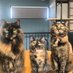サビ猫三姉妹 (@matsugorookoku) Twitter profile photo サビ猫三姉妹 (@matsugorookoku) Twitter profile photo