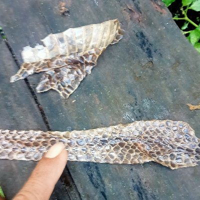 Bayonet881's profile picture. Babi Haram,Uang Halal