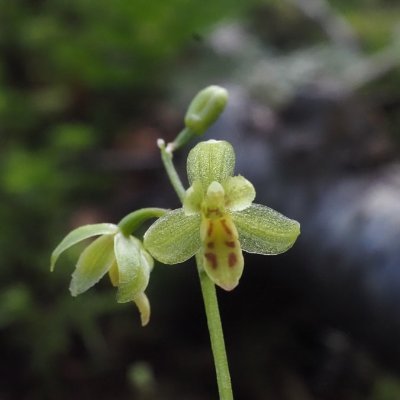 登山・旅行・腐生植物・寄生植物・ラン科植物・食虫植物
登山は、日帰りから小屋泊、テント泊もします。
旅行はツアーよりも個人が多いです。