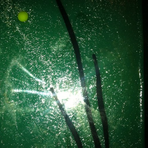 SammyEvergreen's profile picture. Song writer of christmas songs to promote the new tradition of using living trees at Christmas, then planting them. Green Christmas + Music = ECO CHRISTMAS