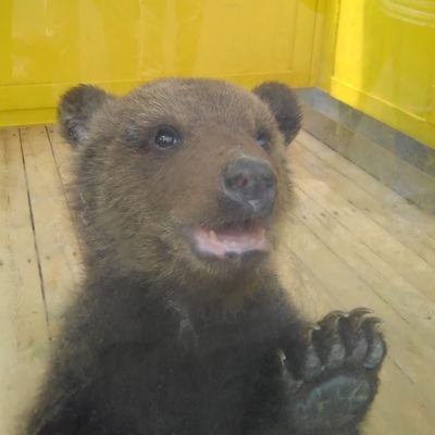 北のヒグマさんのプロフィール画像