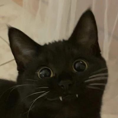 katusemi's profile picture. 