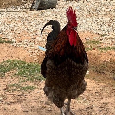 Thanapu2's profile picture. อิสระ