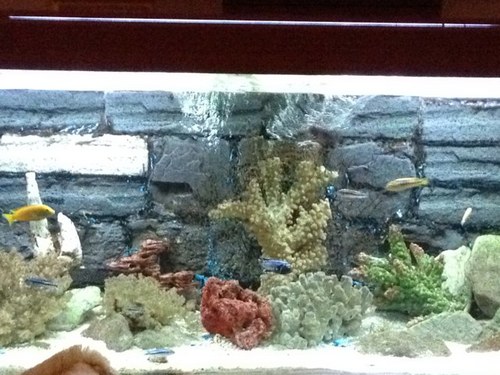 axiskaza's profile picture. 