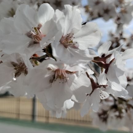 s0a4ki's profile picture. ncn23

学生医療支援NGO GRAPHIS🇰🇭20期