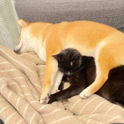 🐕ナナ ３歳 柴犬 ♀🐈‍⬛サクラ 保護猫 ♀ 年齢不詳 飼い始めて３年経ちました　これまで撮りためたものをアップしていきます