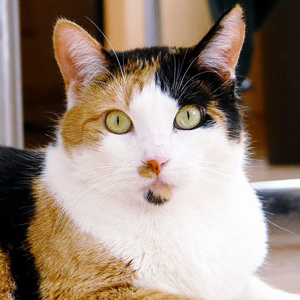 三毛猫（みけねこ）とは、3色の毛が生えているネコの総称をいう。一般的に白・茶色・黒の3色で短毛の日本猫。福を招くとされるネコの置物招き猫の代表的な色合いでもある。オスが滅多にいない事から、遺伝学の教科書などで取り上げられる代表的な生物である。出典：Wikipedia（https://t.co/rUoxemypUB）