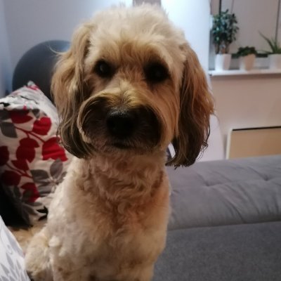 alexmjevremovic's profile picture. 