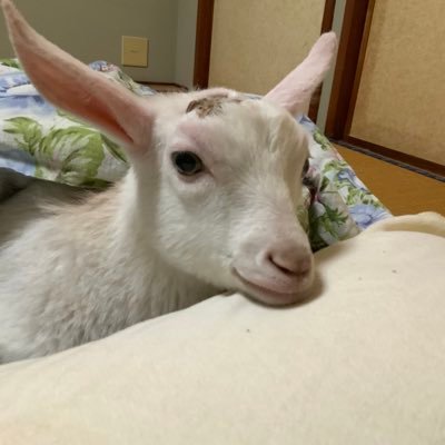 WesternYuichi's profile picture. 