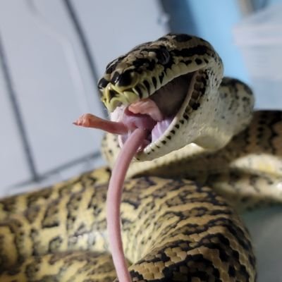 hebiga_kawaii's profile picture. 26歳爬虫類垢(日常も)
ミズヘビと半水棲トカゲに取り憑かれた変態