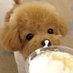 tangyeee- (@tangyeee1) Twitter profile photo tangyeee- (@tangyeee1) Twitter profile photo