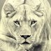 Canadian Lioness🇨🇦🍁 (@cla519) Twitter profile photo Canadian Lioness🇨🇦🍁 (@cla519) Twitter profile photo