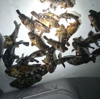 CHUAALICE's profile picture. たまにつぶやきます。
よろしくお願いします。